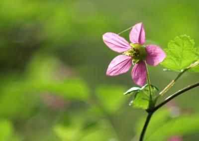 Backlit Flower.jpg