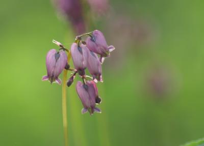 Wildflowers_3.jpg