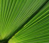 Palm Leaf