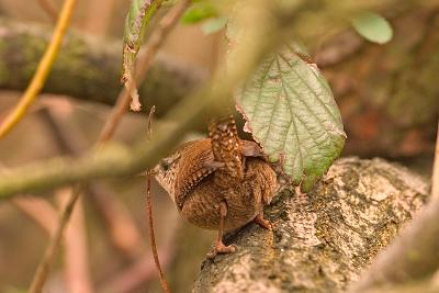 Wren