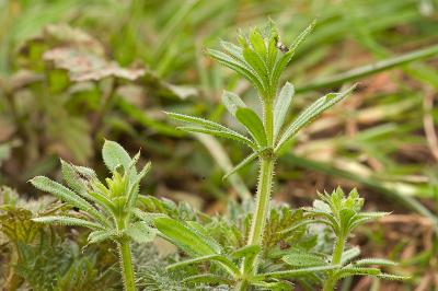 Hedge Bedstraw