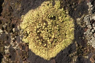 Map Lichen