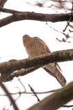 Sparrowhawk