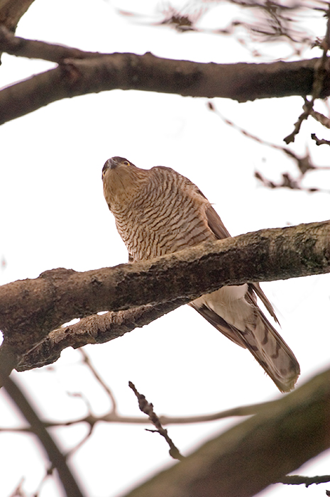 Sparrowhawk