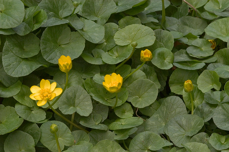 Lesser Celandine