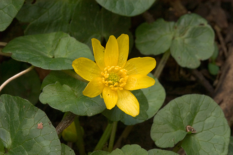 Lesser Celandine