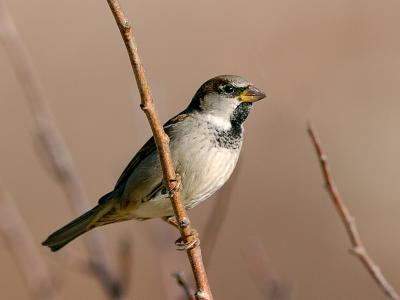 Male Sparrow #2