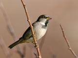 Male Sparrow #2