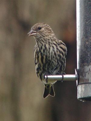 u13/grizzlyike/medium/42500154.PineSiskin02.jpg