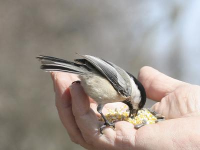 Black-capped Chickadee 08