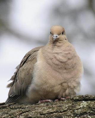Mourning Dove 03