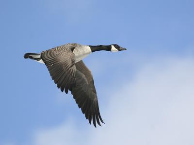 Canada Goose 06