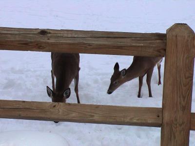 Feeding Them Cheerios...