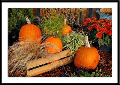 October Pumpkins