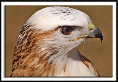 Red-Tailed Hawk (white phase)
