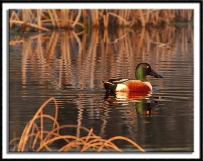 Northern Shoveler (male)