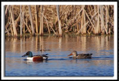 Northern Shoveler Pair II