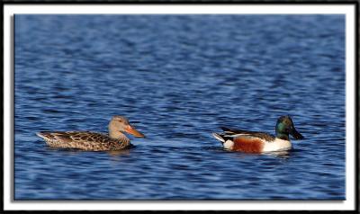 Northern Shoveler Pair I