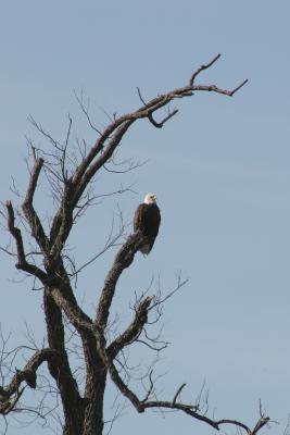 Llano County Eagles, April 3, 2005