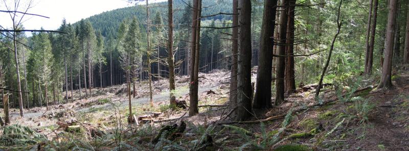 Clearcut on East Tiger