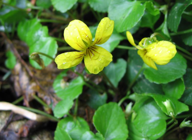 Yellow Flower