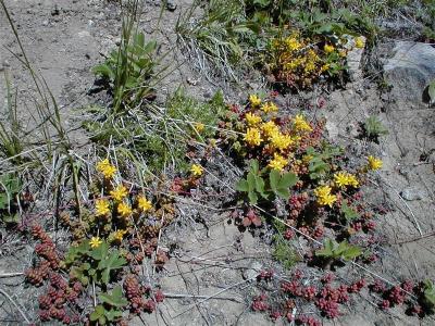 Sedum.divergens - Spreading Stonecrop   (RN)