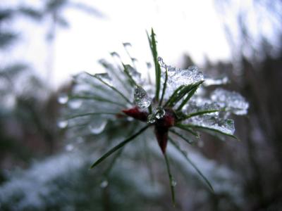 Iced fir