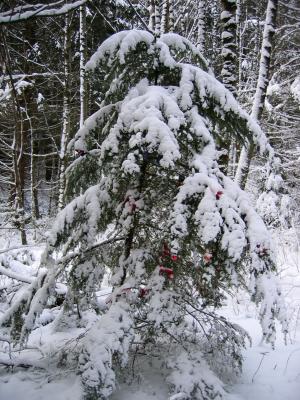 Christmas Tree on Bootleg Trail