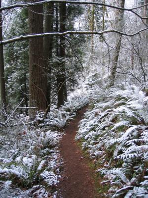 Wilderness Creek Trail