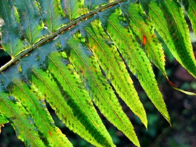 Sword Fern