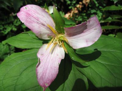 Trillium 2