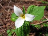 Trillium 3