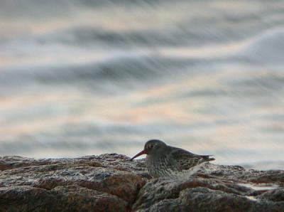 u13/gtepke/medium/38402238.041205PurpleSandpiper0034.jpg