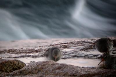 Purple Sandpiper