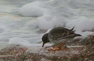 u13/gtepke/medium/38402246.041205PurpleSandpiper0438.jpg