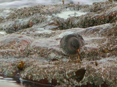 u13/gtepke/medium/38402247.041205PurpleSandpiper0441.jpg