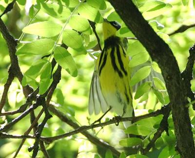 Magnolia Warbler