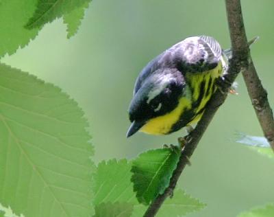 Magnolia Warbler