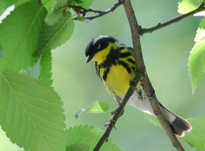 Magnolia Warbler