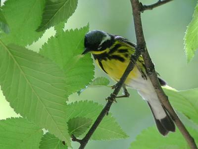 Magnolia Warbler