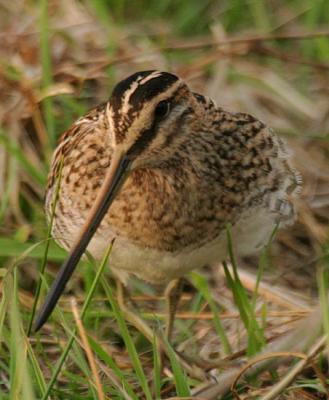 Common Snipe