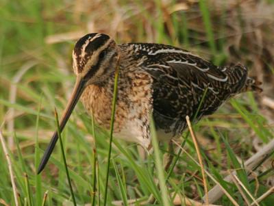 Common Snipe