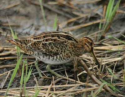 Common Snipe