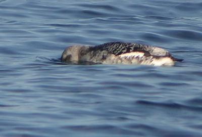 Black Guillemot (Subarctic)