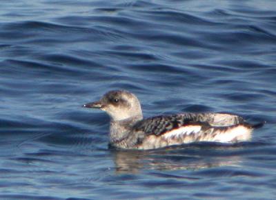 Black Guillemot (Subarctic)