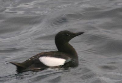 Black Guillemot, Atlantic form