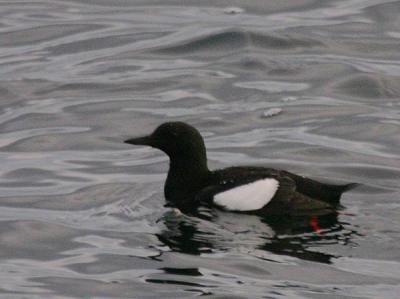 Black Guillemot (Subarctic)