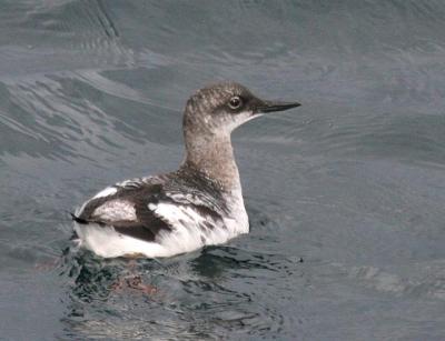 Pigeon Guillemot