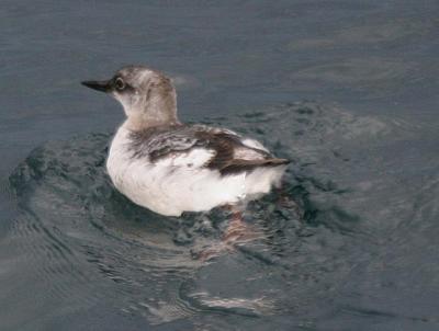 Pigeon Guillemot