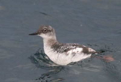 Pigeon Guillemot